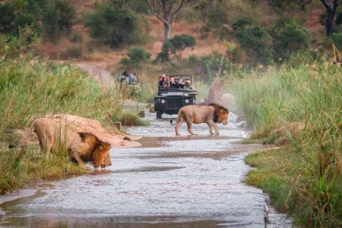 Safari vacation deals